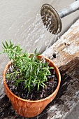 Rosemary in a flower pot being watered