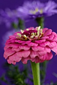 Pink zinnia with violet erigerons in blurred background