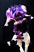 An iris against a black background