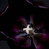 A dark purple tulip flower