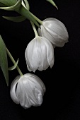 White tulips against black background