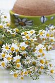 A bunch of chamomile