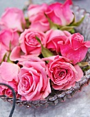 Rosa Rosenblüten auf einer Glasschale