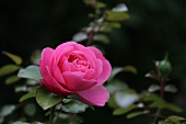 Rosenblüte der Sorte Leonardo da Vinci