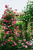 Archway covered in flowering climbing roses in front of house