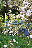 Flowering magnolia tree in front of blue wooden bench in garden