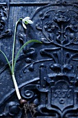 Snowdrop flower with root on a carved wooden background