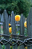 Flowering dahlias behind picket fence