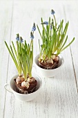 Grape hyacinths in cups