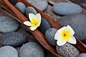 Frangipani flowers and pebbles in wooden dish