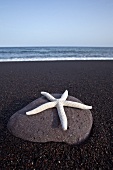 Starfish on stone on seaside beach