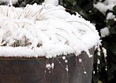 Snow on planter