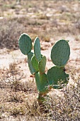 Kaktus in Wüstenlandschaft