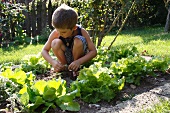 Young boy squatting in a bed of lettuce