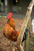 A crowing cockerel on a branch