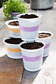 Seeds sown in plastic pots of compost
