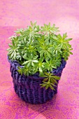 Woodruff in a plant pot with a knitted cachepot