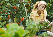 Young woman in garden, caring for jade plant