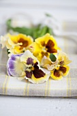 Colourful pansies lying on table