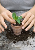 Planting seedling in pot