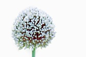 Ein weissblühender Allium