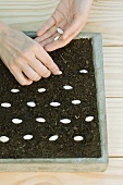 Planting seeds in tray
