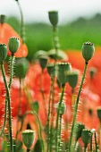 Poppy seed pods in field, close-up