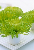 Green chrysanthemums in little white china cups on dish