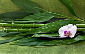 Bambusstäbe mit weisser Orchideenblüte geschmückt