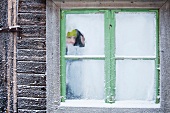 Woman peering through icy window
