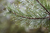 Dewdrops on pine twig