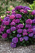 Purple hydrangea shrub