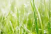 Droplets of water on blades of grass