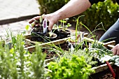 Gardening - Various pots of herbs in a flower bed