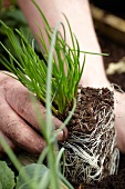 Gardening - Young chive plant being planted