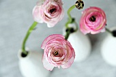 Ranunculus in vases