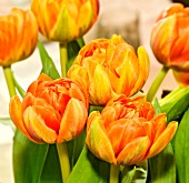 Orangefarben Tulpen