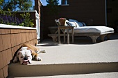 Hund auf Terrasssenboden vor niedriger Mauer und Outdoor Liegebett