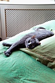 Graue Katze liegt auf Bettdecke mit grünem Bezug