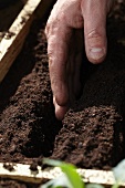 Potting compost in plant box