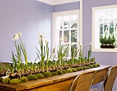 Dramatic spring arrangement of flowers and moss on rustic wooden table in lilac-painted dining room