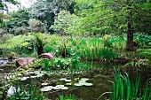Water lilies in pond in wild, tropical garden