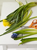 Fresh Flowers and Scissors on a Table