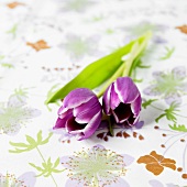Zwei lilafarbene Tulpen auf Blumentischdecke liegend