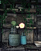 Vintage-style metal barrel and watering can against grey wooden wall with shelves and covered in climbing ivy