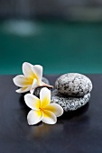 Two frangipani flowers and grey stones