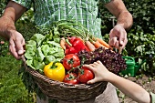 A father carrying a basket of freshly harvested vegetables and his daughter reaching for a tomato