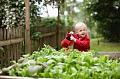 Toddler boy watering plants in backyard