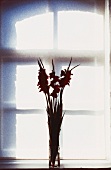 A gladiola in a vase on a window sill