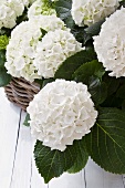 White hydrangeas in a basket